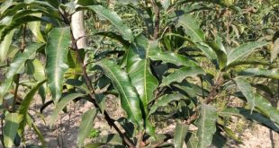 আলফানসো আম গাছের চারা