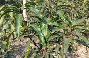 আলফানসো আম গাছের চারা