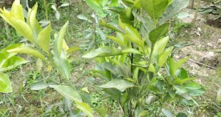 দার্জিলিং কমলা গাছের চারা