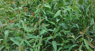 ইউক্যালিপটাস