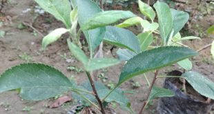গোল্ডেন আপেল গাছের চারা
