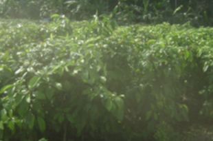 লটকন গাছের চারা