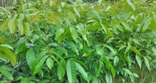 মেহগনি গাছের চারা