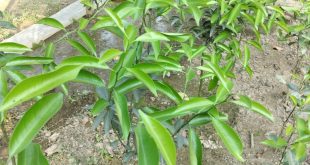 চাইনিজ কমলা গাছের চারা