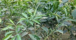 ভেরিগেটেড মাল্টা গাছের চারা