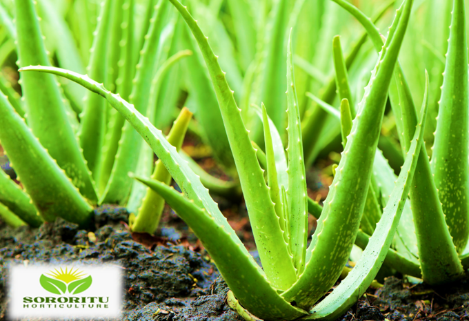 অ্যালোভেরার (Aloe Vera) : উপকারিতা ও চাষের পদ্ধতি