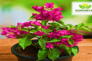 বুগেনভিলিয়া স্পেকটেবিলিস (Bougainvillea Spectabilis)