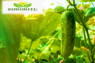 শসা(Cucumber):