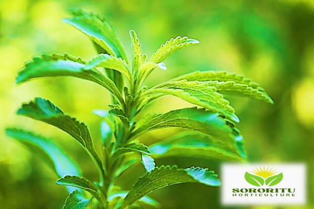 চিনির বিকল্প স্টেভিয়া