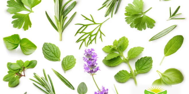 Medicinal plant