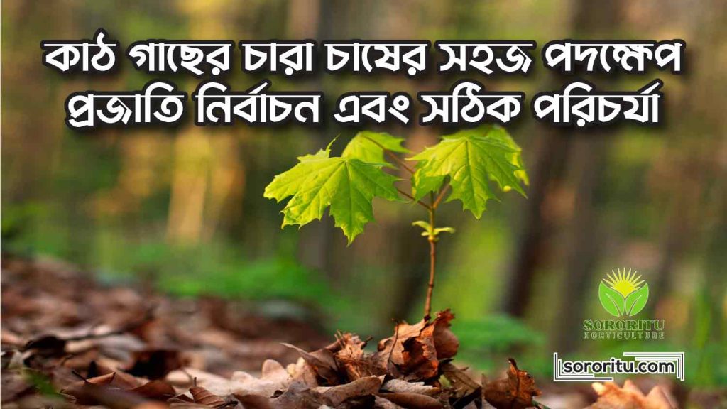 কাঠ গাছের চারা চাষের সহজ পদক্ষেপ প্রজাতি নির্বাচন এবং সঠিক পরিচর্যা