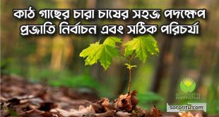 কাঠ গাছের চারা চাষের সহজ পদক্ষেপ প্রজাতি নির্বাচন এবং সঠিক পরিচর্যা