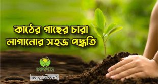 কাঠের গাছের চারা লাগানোর সহজ পদ্ধতি