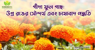 গাঁদা ফুল গাছ উগ্র রঙের সৌন্দর্য এবং চাষাবাদ পদ্ধতি