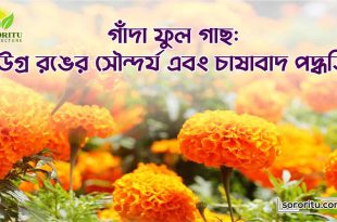 গাঁদা ফুল গাছ উগ্র রঙের সৌন্দর্য এবং চাষাবাদ পদ্ধতি