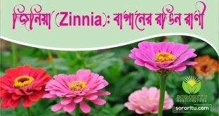 জিনিয়া (Zinnia) বাগানের রঙিন রাণী