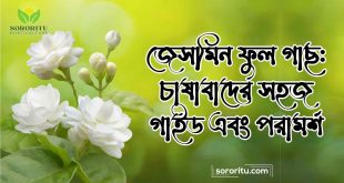 জেসমিন ফুল গাছ চাষাবাদের সহজ গাইড এবং পরামর্শ