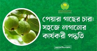 পেয়ারা গাছের চারা সহজে লাগানোর কার্যকরী পদ্ধতি