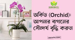 অর্কিড (Orchid) আপনার বাগানের সৌন্দর্য বৃদ্ধি করুন