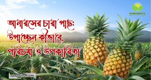 আনারসের চারা গাছ উগাচ্ছেন কীভাবে, পরিচর্যা ও উপকারিতা