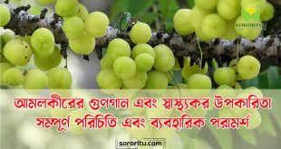আমলকীর গুণগান এবং স্বাস্থ্যকর উপকারিতা সম্পূর্ণ পরিচিতি এবং ব্যবহারিক পরামর্শ