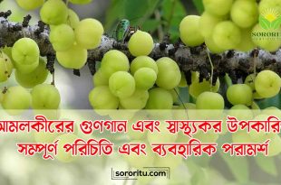 আমলকীর গুণগান এবং স্বাস্থ্যকর উপকারিতা সম্পূর্ণ পরিচিতি এবং ব্যবহারিক পরামর্শ