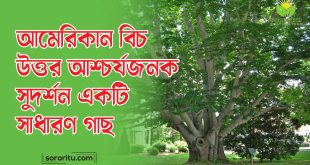 আমেরিকান বিচ, উত্তর আশ্চর্যজনক সুদর্শন একটি সাধারণ গাছ
