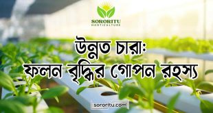 উন্নত চারা ফলন বৃদ্ধির গোপন রহস্য