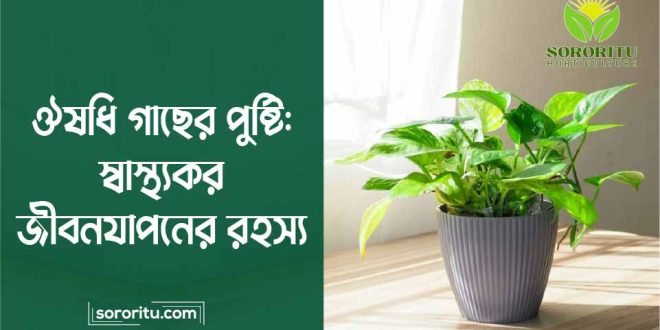 ঔষধি গাছের পুষ্টি স্বাস্থ্যকর জীবনযাপনের রহস্য