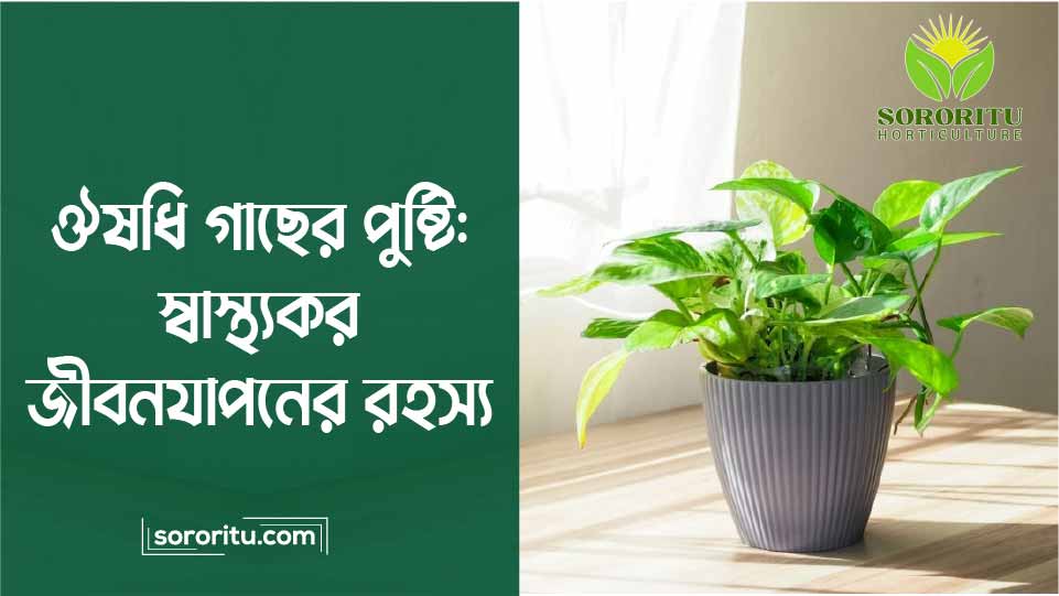 ঔষধি গাছের পুষ্টি স্বাস্থ্যকর জীবনযাপনের রহস্য