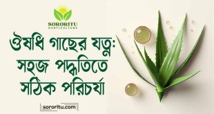 ঔষধি গাছের যত্ন সহজ পদ্ধতিতে সঠিক পরিচর্যা