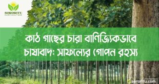 কাঠ গাছের চারা বাণিজ্যিকভাবে চাষাবাদ: সাফল্যের গোপন রহস্য