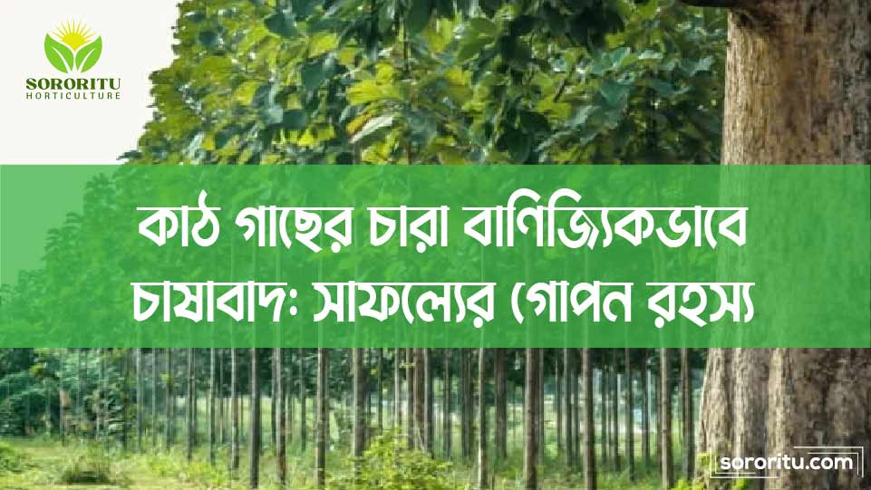 কাঠ গাছের চারা বাণিজ্যিকভাবে চাষাবাদ: সাফল্যের গোপন রহস্য