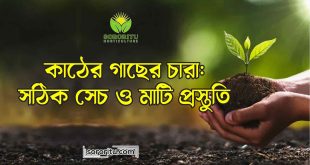 কাঠের গাছের চারা সঠিক সেচ ও মাটি প্রস্তুতি