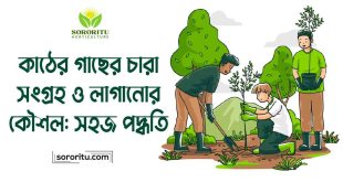 কাঠের গাছের চারা সংগ্রহ ও লাগানোর কৌশল: সহজ পদ্ধতি
