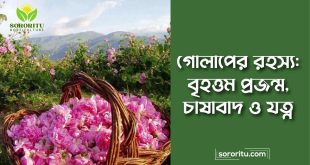 গোলাপের রহস্য বৃহত্তম প্রজন্ম, চাষাবাদ ও যত্ন