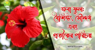জবা-ফুল-বৈশিষ্ট্য,-সৌন্দর্য-এবং-প্রতীকের-পরিচয়