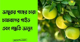 জাম্বুরার গাছের চারা চাষাবাদের গাইড এবং পদ্ধতি জানুন
