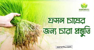ফসল চাষের জন্য চারা প্রস্তুতি