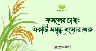 ফসলের চারা একটি সমৃদ্ধ শস্যের শুরু