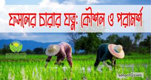 ফসলের চারার যত্ন কৌশল ও পরামর্শ