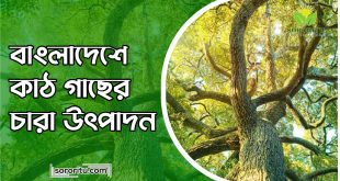 বাংলাদেশে কাঠ গাছের চারা উৎপাদন