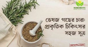 ভেষজ গাছের চারা প্রাকৃতিক চিকিৎসার সহজ সূত্র