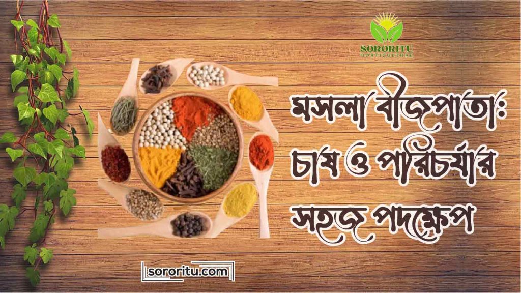 মসলা বীজপাতা চাষ ও পরিচর্যার সহজ পদক্ষেপ