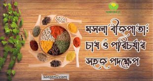 মসলা বীজপাতা চাষ ও পরিচর্যার সহজ পদক্ষেপ