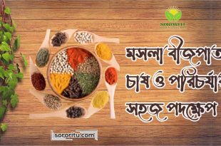মসলা বীজপাতা চাষ ও পরিচর্যার সহজ পদক্ষেপ