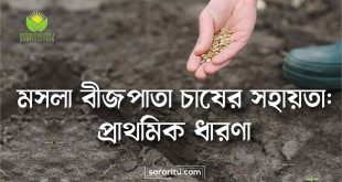 মসলা বীজপাতা চাষের সহায়তা প্রাথমিক ধারণা