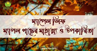 ম্যাপেল লিফ ম্যাপল গাছের মাহাত্ম্য ও উপকারিতা