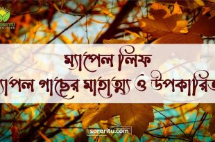 ম্যাপেল লিফ ম্যাপল গাছের মাহাত্ম্য ও উপকারিতা