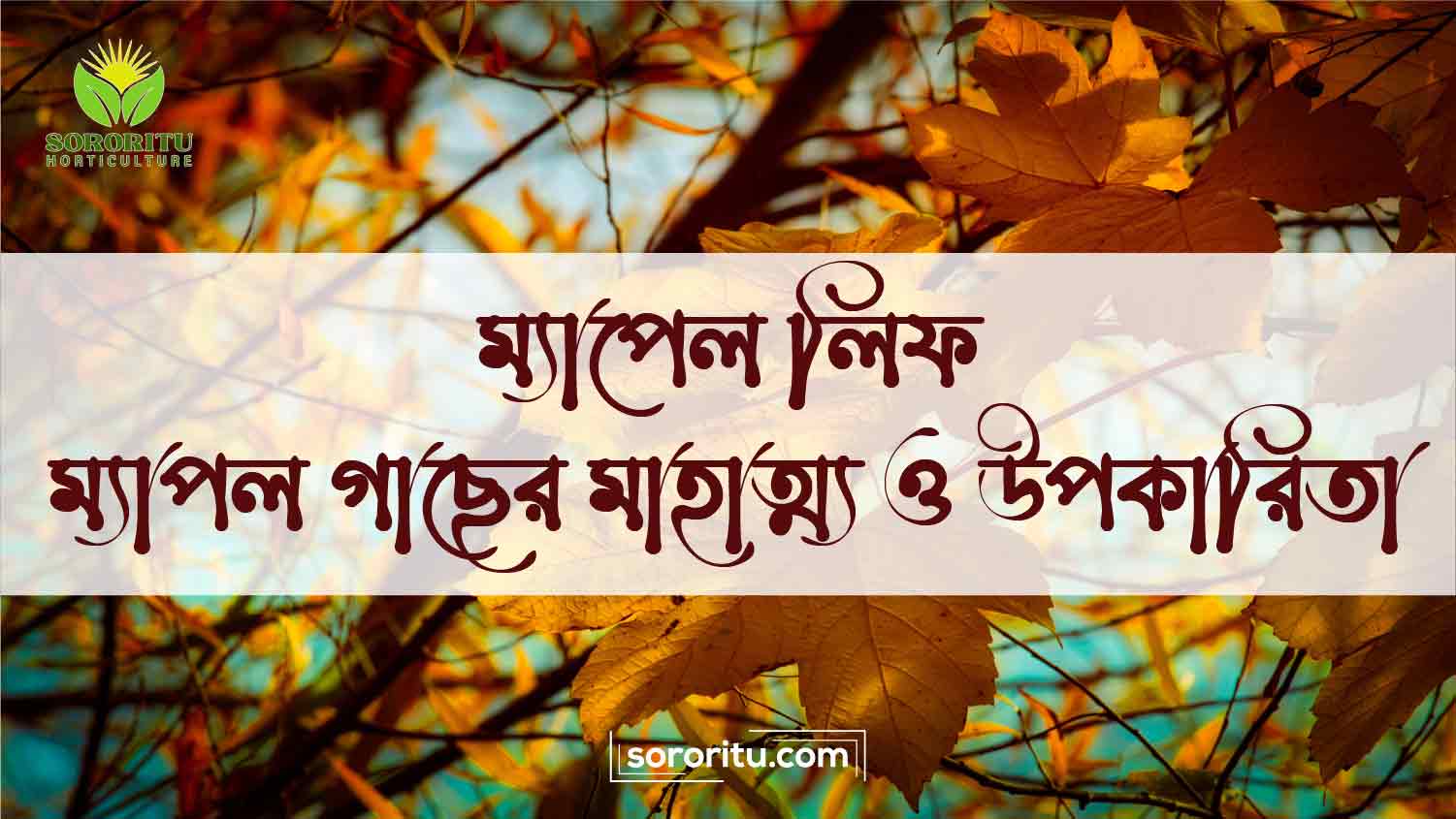 ম্যাপেল লিফ ম্যাপল গাছের মাহাত্ম্য ও উপকারিতা
